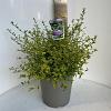Ceanothus El Dorado Pot 10 liter 40 - 50 cm