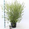 Ceanothus El Dorado Pot 10 liter 40 - 50 cm