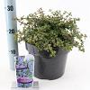 Ceanothus 'Emily Brown' Pot 5 Liter 30 - 40 cm