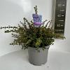 Ceanothus 'Emily Brown' Pot 5 Liter 30 - 40 cm