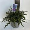 Ceanothus 'Emily Brown' Pot 10 liter 40 - 50 cm