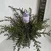 Ceanothus 'Emily Brown' Pot 10 liter 40 - 50 cm