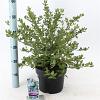 Ceanothus griseus 'Yankee Point' Pot 5 Liter 30 - 40 cm