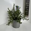 Ceanothus griseus 'Yankee Point' Pot 5 Liter 30 - 40 cm