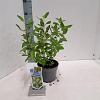 Ceanothus pallidus 'Marie Simon' Pot 2 Liter30 - 40 cm