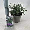 Ceanothus impressus 'Victoria' Pot 2 liter 25-30cm