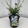 Ceanothus thyr. 'Millerton Point' Pot 2 liter 25-30cm