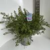 Ceanothus thyrsiflorus repens Pot 10 liter 40 - 50 cm