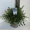 Ceanothus thyrsiflorus repens Pot 10 liter 40 - 50 cm