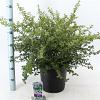 Ceanothus thyrsiflorus repens Pot 10 liter 40 - 50 cm