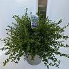 Ceanothus thyrsiflorus repens Pot 10 liter 40 - 50 cm
