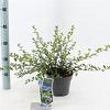 Ceanothus thyrsiflorus repens Pot 2 liter 25-30cm