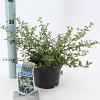 Ceanothus thyrsiflorus repens Pot 2 liter 25-30cm