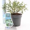 Ceanothus thyrsiflorus repens Pot 2 liter 25-30cm
