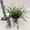 Ceanothus thyrsiflorus repens Pot 3 liter 25-30cm