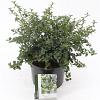 Ceanothus thyrsiflorus repens Pot 5 liter 30-35cm