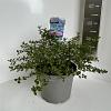 Ceanothus thyrsiflorus repens Pot 5 liter 30-35cm