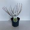 Cephalanthus occidentalis Pot 3 Liter 30 - 40 cm