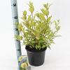 Cephalanthus occidentalis Pot 3 Liter 30 - 40 cm