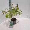 Cephalanthus occidentalis Pot 3 Liter 30 - 40 cm