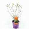 Cephalanthus o. Fiber Optics Pot 3 Liter 40 - 50 cm