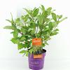 Cephalanthus o. Fiber Optics Pot 3 Liter 40 - 50 cm