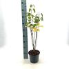 Cercidiphyllum japonicum Pot 3 Liter 40 - 50 cm