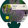 Nepeta faassenii Pot 9 cm