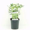 Choisya Green Fingers Pot 2 Liter 20 - 30 cm
