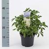 Choisya ternata Pot 2 Liter 20 - 30 cm