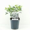 Choisya ternata Pot 2 Liter 20 - 30 cm
