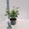 Choisya ternata Pot 3 liter 20-25cm 