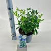 Choisya ternata Pot 3 liter 20-25cm 