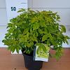 Choisya t. 'Lich' Pot 5 Liter 30 - 40 cm