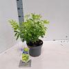 Choisya t. 'Lich' Pot 3 liter 25-30cm
