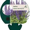 Salvia nem. Blue Bouquetta Pot 9 cm