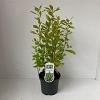 Clethra alnifolia Pot 3 Liter 40 - 50 cm