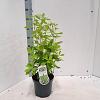 Clethra alnifolia Pot 3 Liter 40 - 50 cm