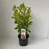 Clethra alnif. 'Ruby Spice' Pot 3 Liter 40 - 50 cm
