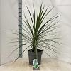 Cordyline aus. 'Atlantic Green' Pot 12 liter 70 - 80 cm