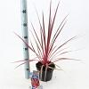 Cordyline aus. Charlie Boy Pot 3 Liter 30 - 40 cm