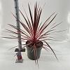 Cordyline aus. Charlie Boy Pot 12 liter 70 - 80 cm