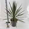 Cordyline aus. 'Chocolate Mint' Pot 12 liter 70 - 80 cm