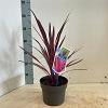 Cordyline aus. Pink Passion Pot 3 Liter 30 - 40 cm