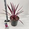 Cordyline aus. Pink Passion Pot 12 liter 70 - 80 cm