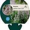 Nepeta grandiflora 'Dawn to Dusk' Pot 9 cm