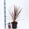 Cordyline aus. 'Red Star' Pot 3 Liter 30 - 40 cm