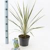 Cordyline aus. 'Torbay Dazzler' Pot 3 Liter 30 - 40 cm