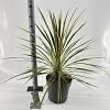 Cordyline aus. 'Torbay Dazzler' Pot 12 liter 70 - 80 cm