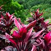 Cordyline 'Can Can' Pot 3 Liter 30 - 40 cm